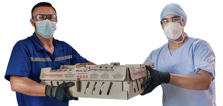 San marino: equipo de trabajo con caja de pollos seleccionados